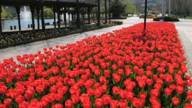 Borçlu Başakşehir Belediyesi, 41 milyon liralık çiçek alacak