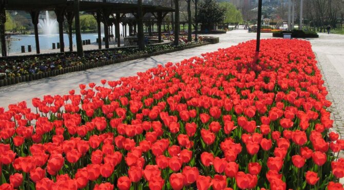 Borçlu Başakşehir Belediyesi, 41 milyon liralık çiçek alacak