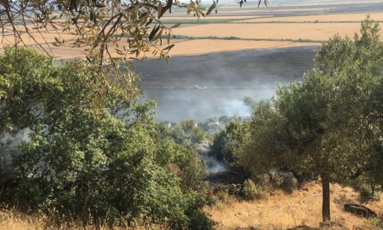 Buğday tarlasından zeytinliğe sıçrayan yangın söndürüldü