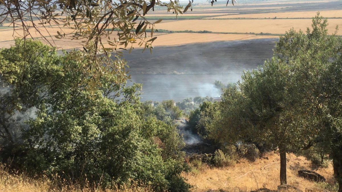 Buğday tarlasından zeytinliğe sıçrayan yangın söndürüldü