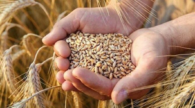 Buğday ve arpa alım fiyatları belli oldu
