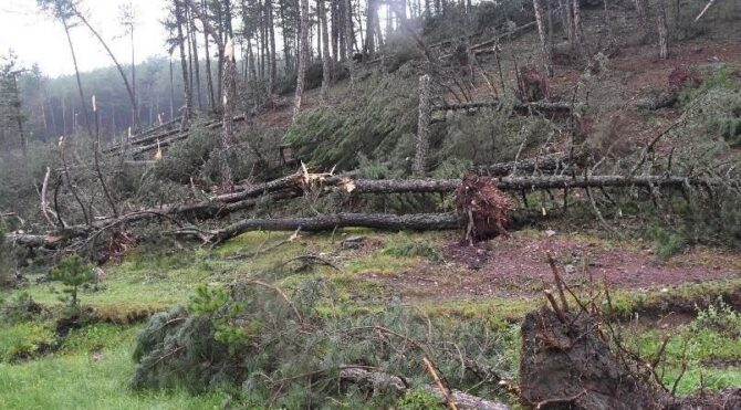Fırtına ve sağanak yurdu sardı: Ağaçlar devrildi, iletişim hatları zarar gördü