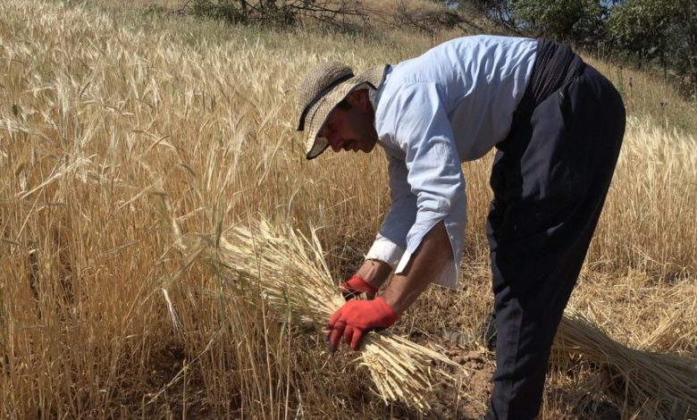 Hakkari'de ilk buğday hasadı bereketli geçti
