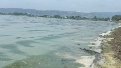 İznik Gölü’nde Siyanobakteri patlaması yaşanıyor