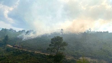 Manisa'da orman yangını çıktı