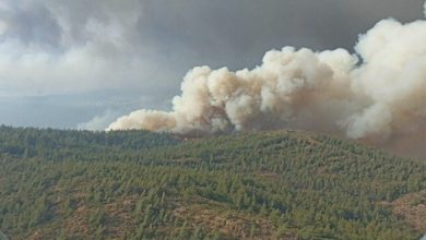 Prof. Dr. Yaşar'dan orman yangınlarına ilişkin açıklama