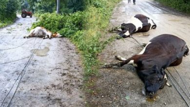 Rüzgar elektrik tellerini kopardı, akıma kapılan 3 inek öldü