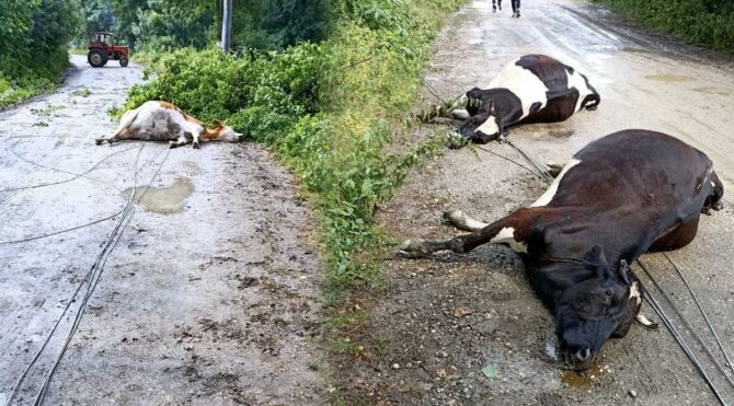Rüzgar elektrik tellerini kopardı, akıma kapılan 3 inek öldü