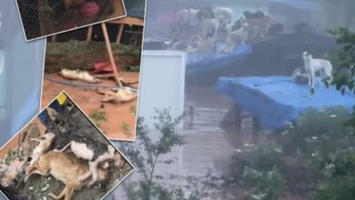 Selde kilitli kalan 56 köpek boğularak can verdi