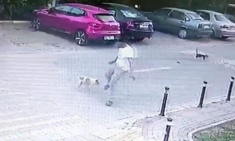 Silivri'de yolda yürüyen bir kişi, köpeğe tekme attı