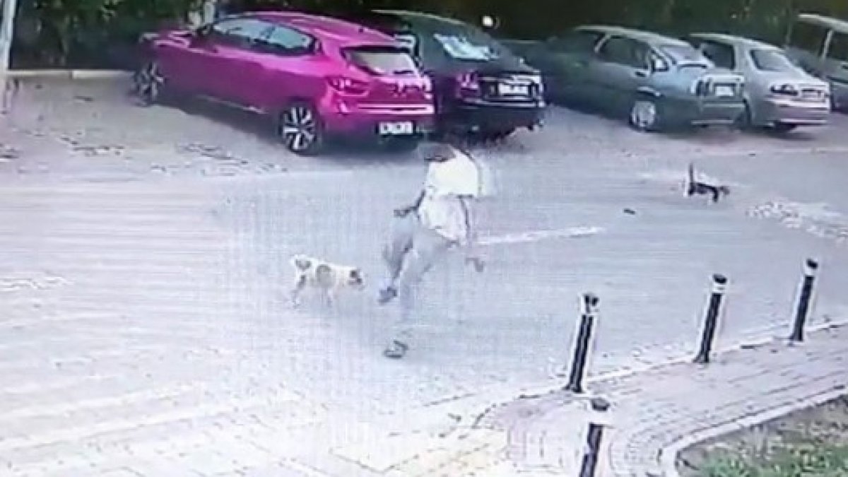 Silivri'de yolda yürüyen bir kişi, köpeğe tekme attı
