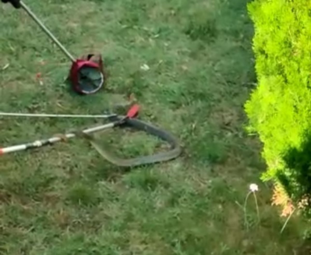 Bursa da site bahçesinde 1.5 metre boyunda yılan yakalandı #1