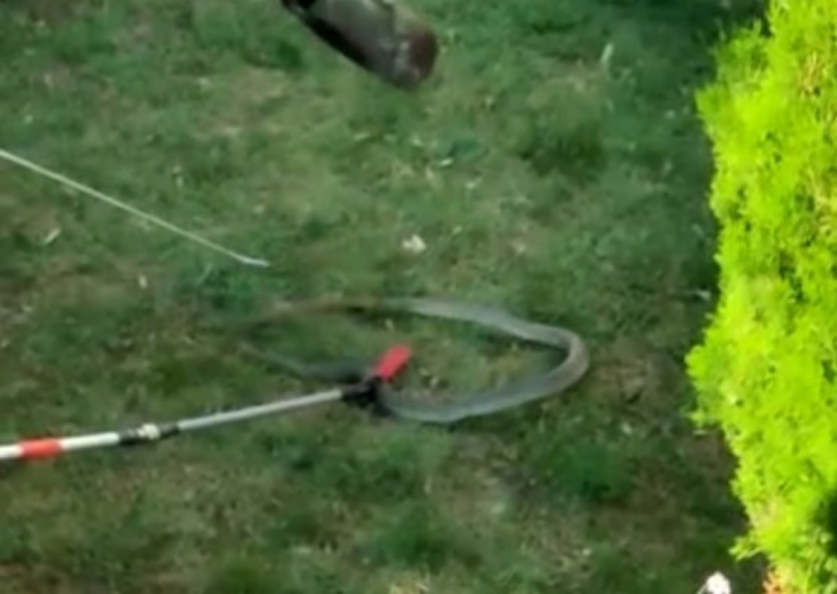 Bursa da site bahçesinde 1.5 metre boyunda yılan yakalandı #2