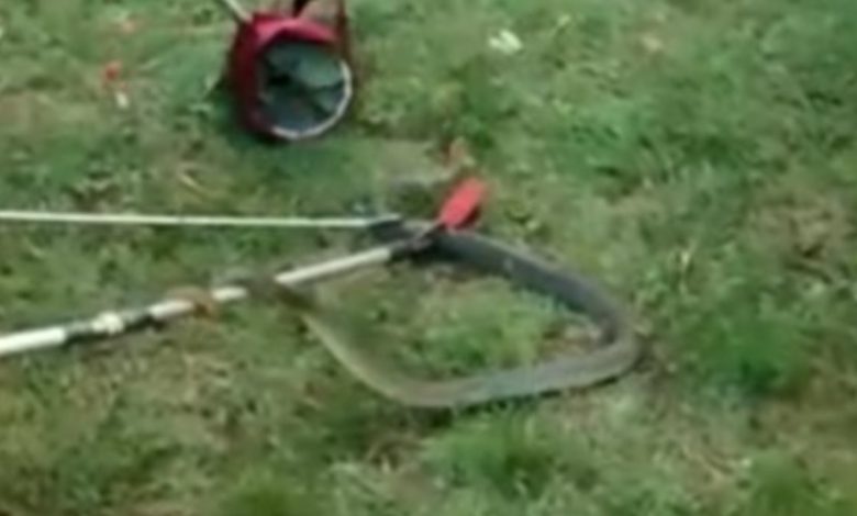 Site bahçesinde 1.5 metre boyunda yılan yakalandı