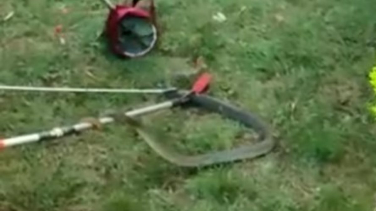 Site bahçesinde 1.5 metre boyunda yılan yakalandı