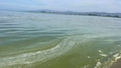 Siyanobakteri artışı sebebiyle İznik Gölü'ne girmek yasaklandı