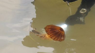 Yalova'da zehirli pusula denizanası görüldü
