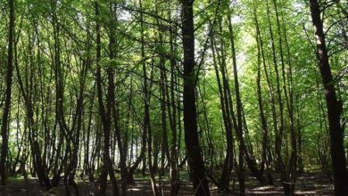 Yüksek enerji maliyetlerine karşı öneri: Ormandan odun toplayın