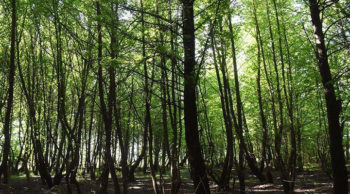 Yüksek enerji maliyetlerine karşı öneri: Ormandan odun toplayın