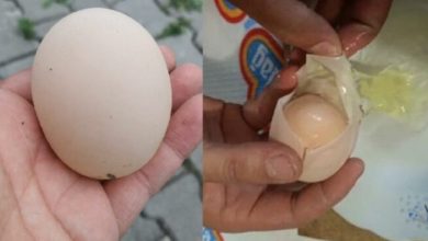 Yumurtayı kırdı, içinden çıkanı görünce şaşırdı