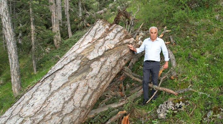 AKP’li vekil, anıt ağaç katliamına tepki gösterdi
