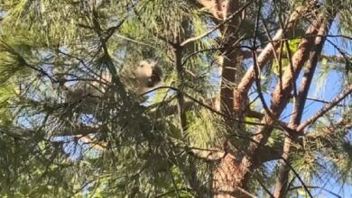 Bağcılar'da ağaçlarda gezen maymun görenleri şaşkına çevirdi