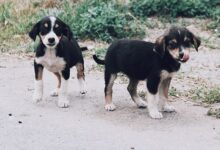 Hatay Büyükşehir Belediyesi, öldürülen yavru köpeklerle ilgili suç duyurusunda bulundu