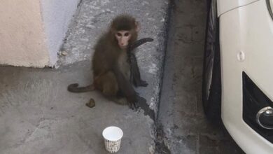 İzmir’de sokakta gezen maymun koruma altına alındı