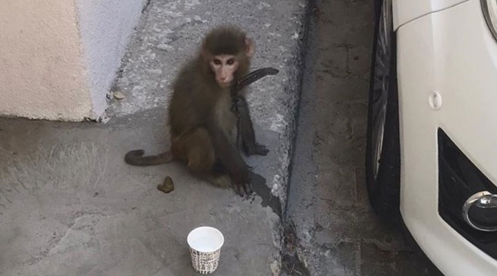 İzmir’de sokakta gezen maymun koruma altına alındı
