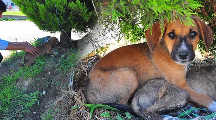 Manisa'da yavru köpekleri çuvala koyup ölüme terk ettiler