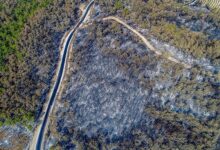 OGM'den teşkilatlara talimat : 'Yangınla mücadele' kapsamında milyonlarca ağaç kesilecek
