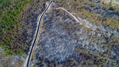 OGM'den teşkilatlara talimat : 'Yangınla mücadele' kapsamında milyonlarca ağaç kesilecek