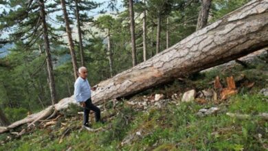 Orman Genel Müdürü'nden kesilen ağaçlarla ilgili açıklama