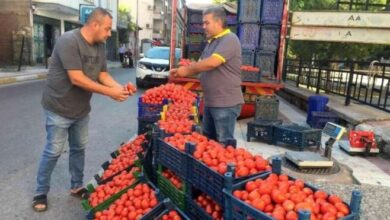 Vatandaş, salçalık domates fiyatlarından dertli