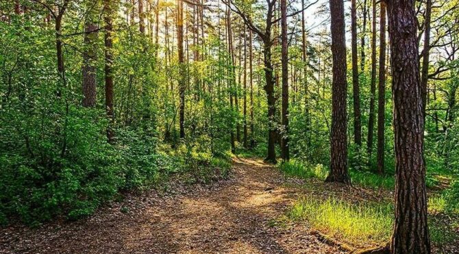 Yalova'da da ormana giriş yasaklandı