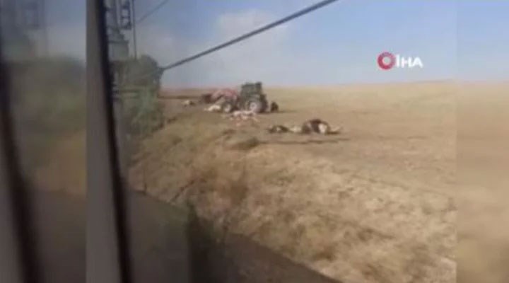 Ankara'da trenin çarpması sonucu : 20 inek ve 2 at öldü