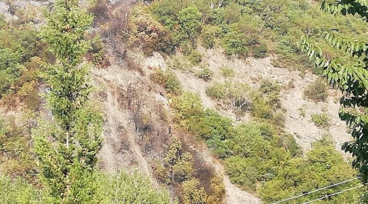 Kocaeli'de orman yangını: 1 kişi gözaltına alındı