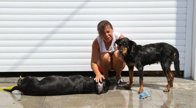 Ukraynalı çiftin Edirne'de araçta bıraktığı köpek havasızlıktan öldü