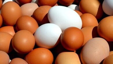 Yumurta üretiminde 'fiyat artışı' sebebiyle azalma